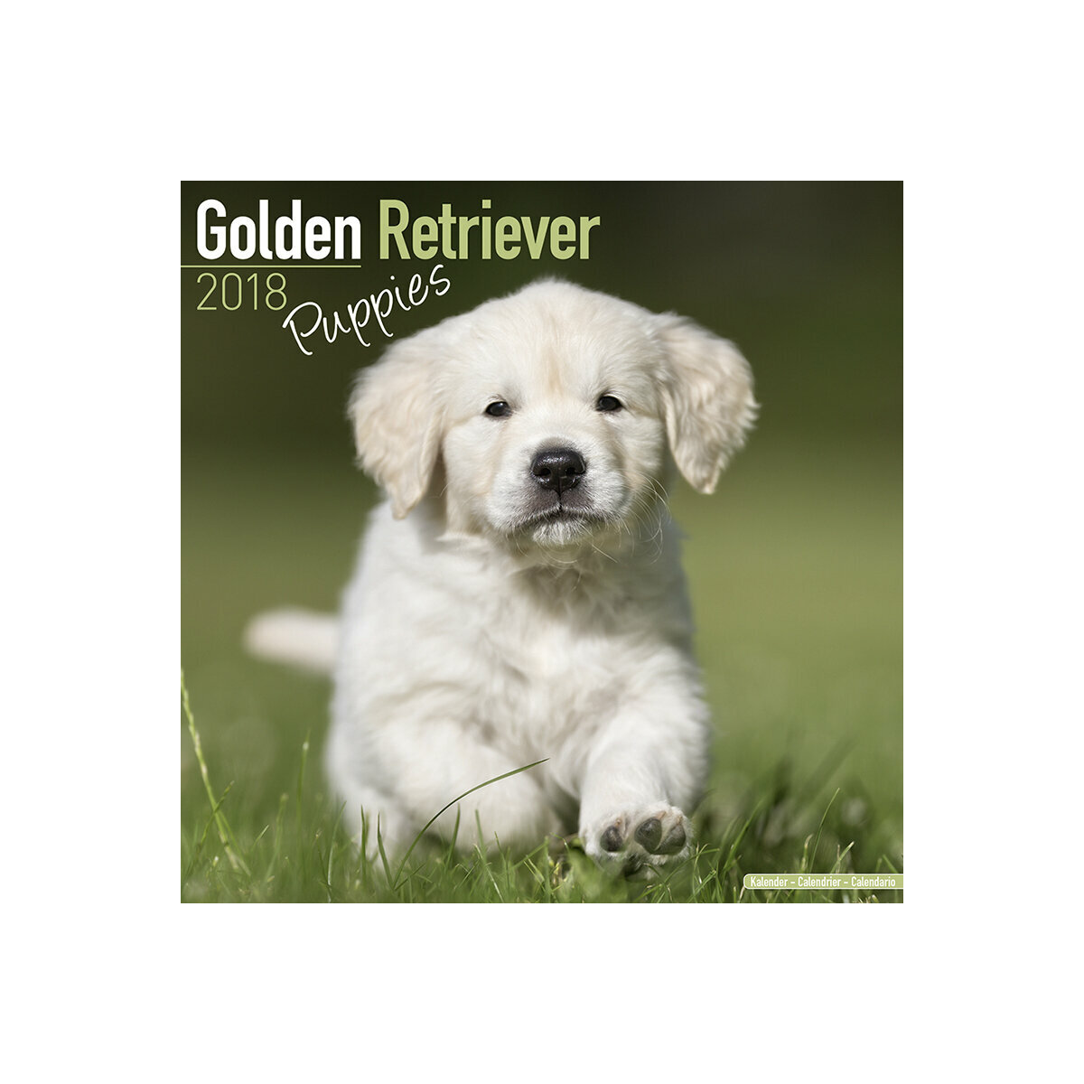 Calendrier 2018 Golden retriever chiot Calendrier 2018 Golden retriever chiot