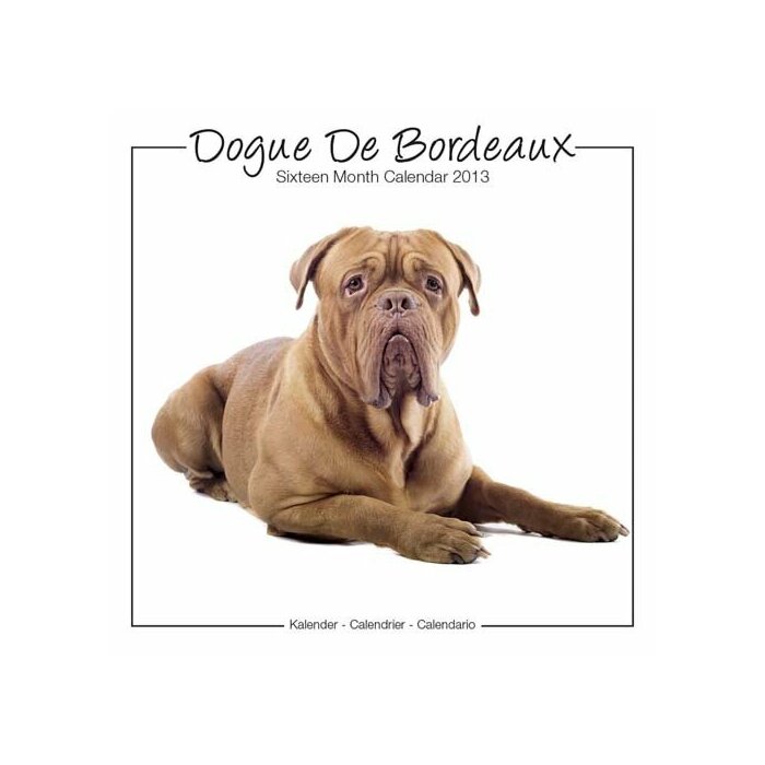 Calendrier 2013 Dogue de bordeaux studio