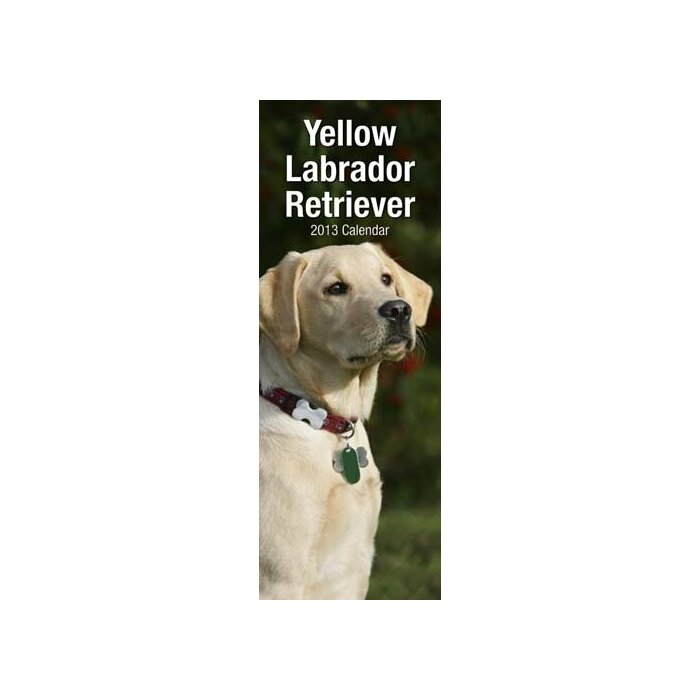 Calendrier 2013 Labrador sable slim