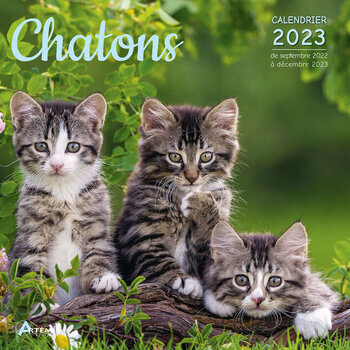 Calendrier 2023 Chaton