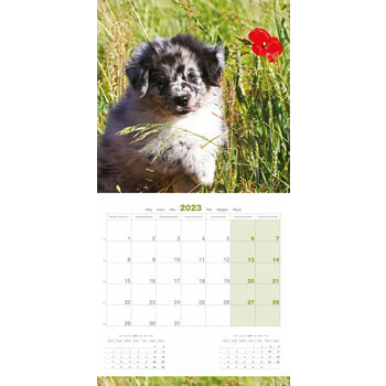 Calendrier 2023 Chiot