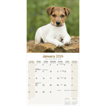 Calendrier 2024 Jack russell