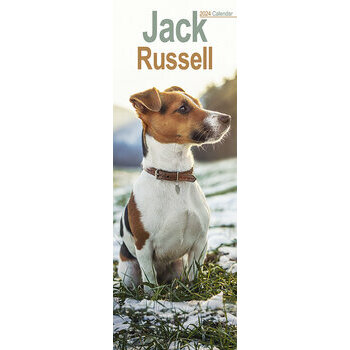 Calendrier 2024 Jack russell terrier slim