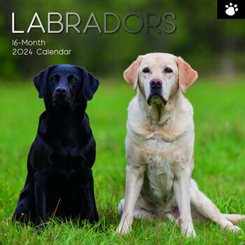 Calendrier 2024 Labrador 