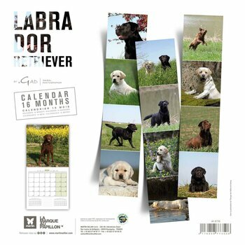 Calendrier 2024 Labrador