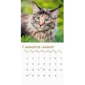calendrier 2024 maine coon 