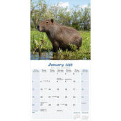 Calendrier 2025 Capybara