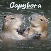 Calendrier Capybara Couple 2025