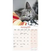 Calendrier Chat Gris 2025