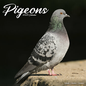 Calendrier 2025 Pigeon
