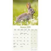 Calendrier 2025 Lapin nature