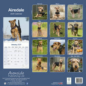 Calendrier Mural 2025 Chien Airedale Terrier