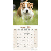 Calendrier 2025 Chiot Amrican Staffordshire Terrier