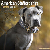 Calendrier Mural 2025 Chien Amrican Staffordshire Terrier