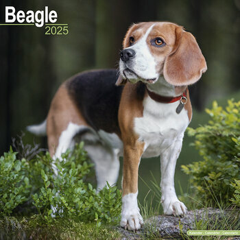 Calendrier 2025 Beagle