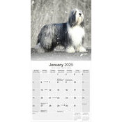 Calendrier 2025 Chien Berger Bearded Collie Neige