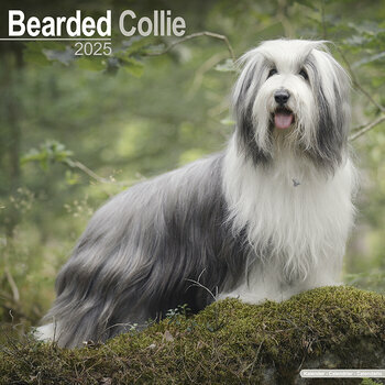 Calendrier 2025 Bearded Collie