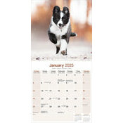 Calendrier Chiot Border Collie 2025