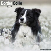 Calendrier Mural Chie Berger Border Collie 2025