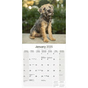 Calendrier Chiot Border Terrier 2025