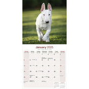 Calendrier Chiots Bull Terrier 2025