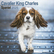 Calendrier Cavalier King Charles 2025