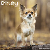 Calendrier Chihuahua Poil long 2025