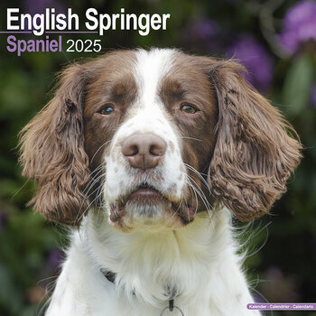 Calendrier 2025 English Springer Spaniel