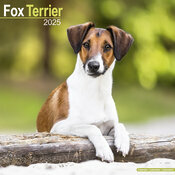 Calendrier Fox Terrier 2025 Poil Lisse