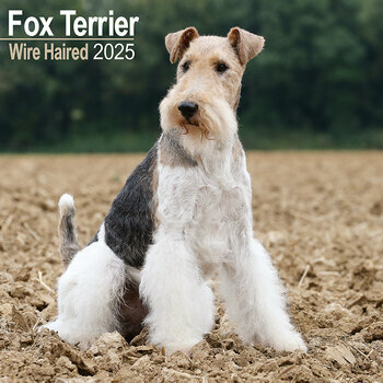 Calendrier 2025 Fox Terrier Poil Dur