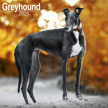 Calendrier 2025 Greyhound