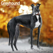 Calendrier Mural Greyhound 2025