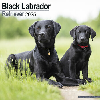 Calendrier 2025 Labrador Noir