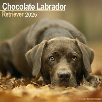 Calendrier 2025 Labrador Retriever Chocolat