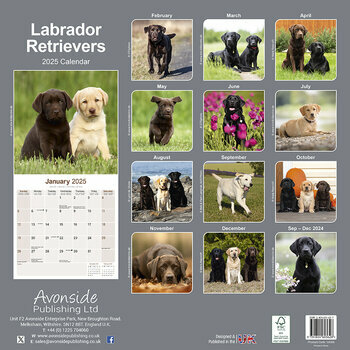 Calendrier 2025 Labrador Retriever 