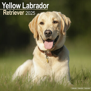 Calendrier 2025 Labrador Retriever Sable