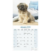 Calendrier 2025 Chiot Lhassa Apso