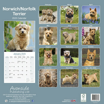 Calendrier 2025 Norwich Norfolk Terrier