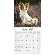 Calendrier 2025 Mural epagneul Papillon Chiot