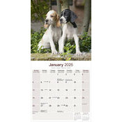 Calendrier Chiots 2025 Pointer