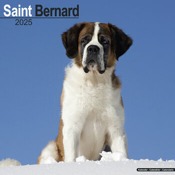 Calendrier 2025 Saint Bernard