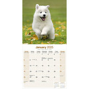 Calendrier Chiot Samoyde 2025