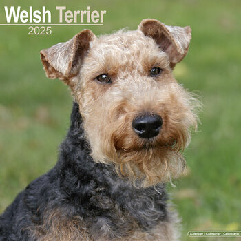 Calendrier 2025 Welsh Terrier