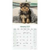 Calendrier Chiot Yorkshire 2025