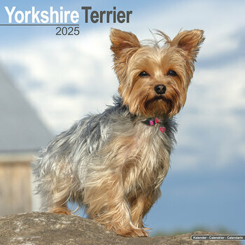 Calendrier 2025 Yorkshire Terrier