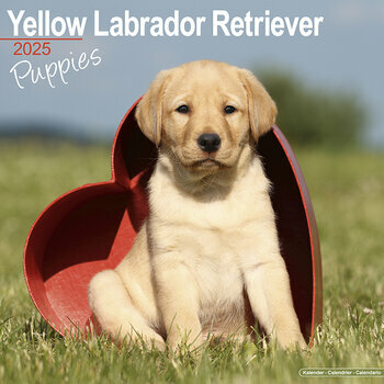 Calendrier 2025 Chiots Labrador Retriever Sable