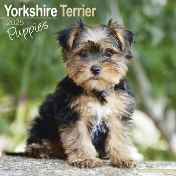 Calendrier 2025 Chiots Yorkshire Terrier