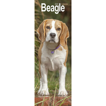 Calendrier Etroit Slim 2025 Beagle