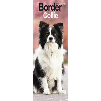 Calendrier Etroit Slim 2025 Border Collie