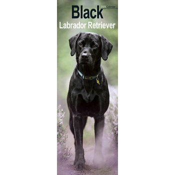 Calendrier Etroit Slim 2025 Labrador Noir